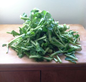 Collard_green_stems_2012
